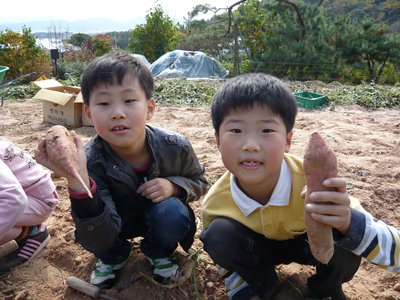 고구마캐기 체험 첨부파일 : 1578466568.jpg