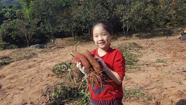 고구마 수확체험 첨부파일 : 1581406439.jpg